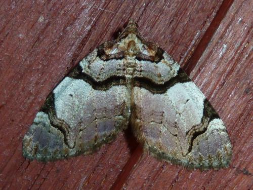 Réf. 180 007 : Anticlea derivata